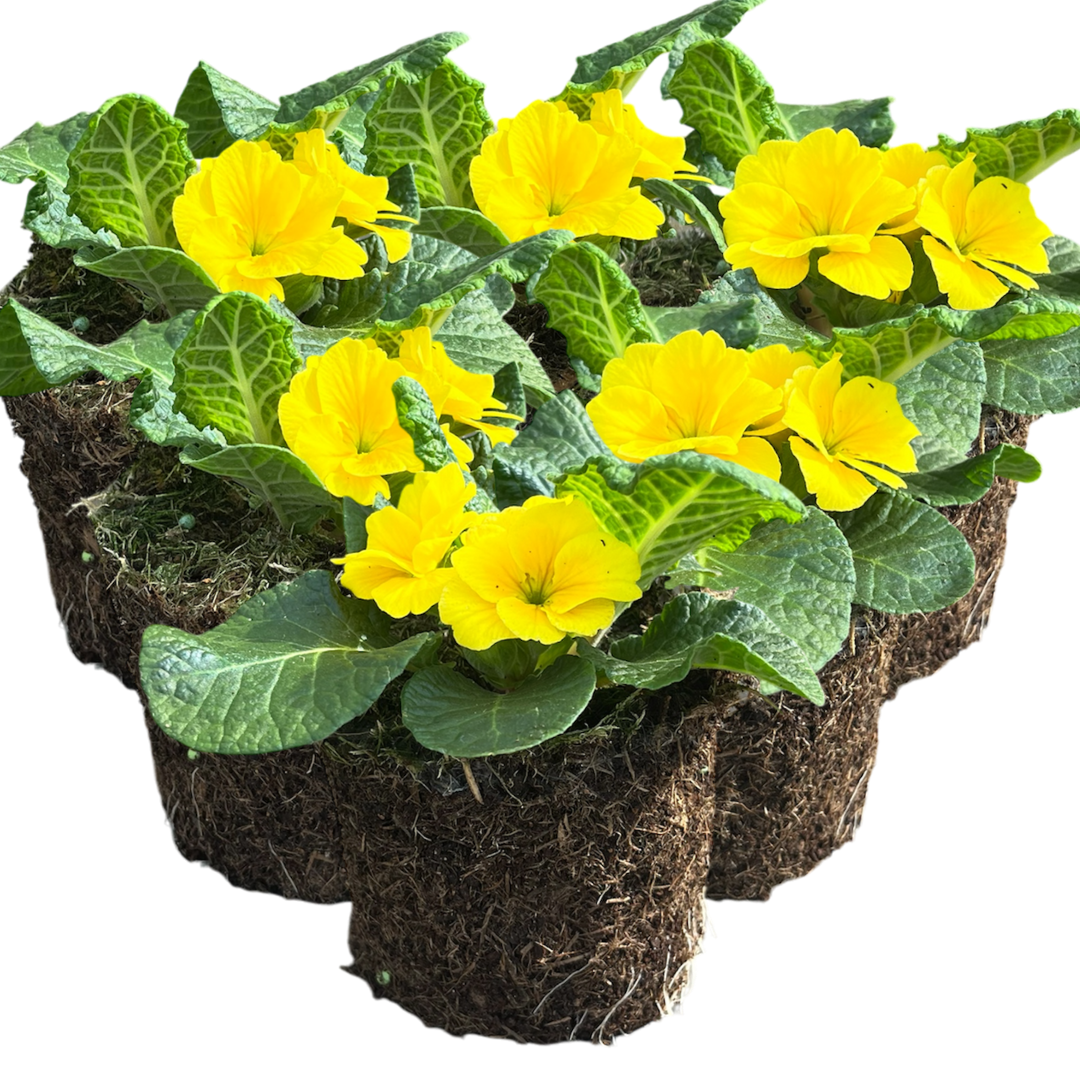 Primrose Yellow - Frankton's
