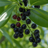 Prunus Novita - Frankton's