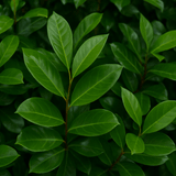 Prunus Novita - Frankton's