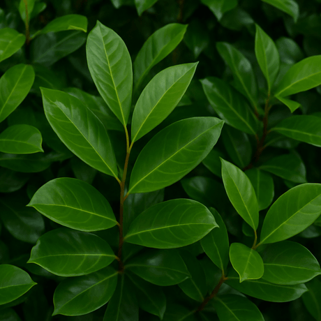 Prunus Novita - Frankton's