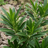 Prunus Sofia - Frankton's