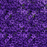 Purple Hyacinth Plants in Pots – 3 x 1 Litre Pots (9 Flowering Bulbs) - Frankton's