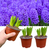 Purple Hyacinth Plants in Pots – 3 x 1 Litre Pots (9 Flowering Bulbs) - Frankton's
