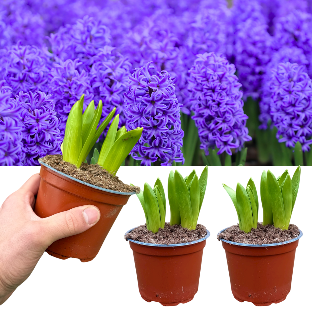 Purple Hyacinth Plants in Pots – 3 x 1 Litre Pots (9 Flowering Bulbs) - Frankton's
