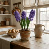 Purple Hyacinth Plants in Pots – 3 x 1 Litre Pots (9 Flowering Bulbs) - Frankton's