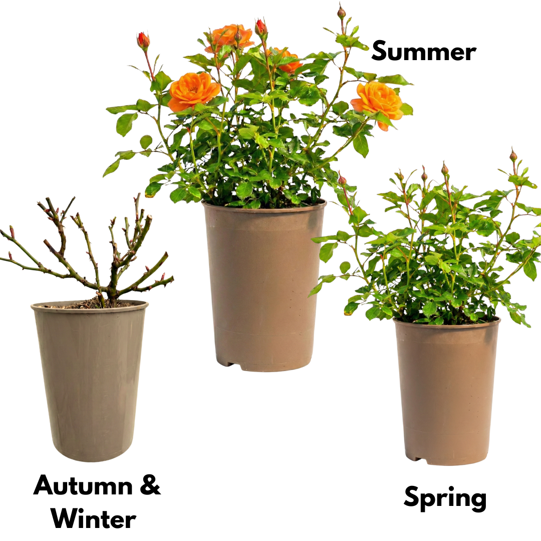Rose - Bush - Orange - Frankton's