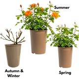 Rose - Bush - Orange - Frankton's