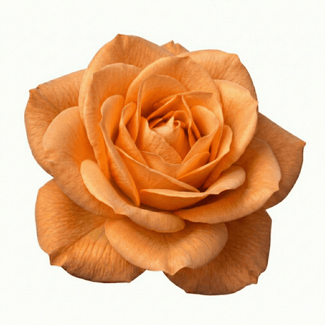 Rose - Bush - Orange - Frankton's