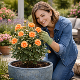 Rose - Bush - Orange - Frankton's