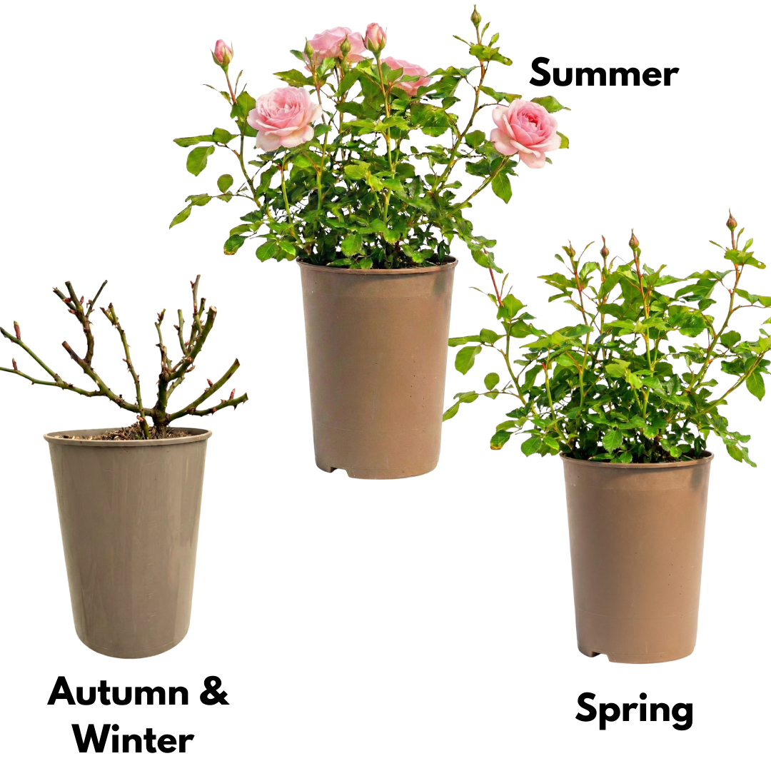 Rose - Bush - Pink - Frankton's