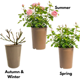 Rose - Bush - Pink - Frankton's