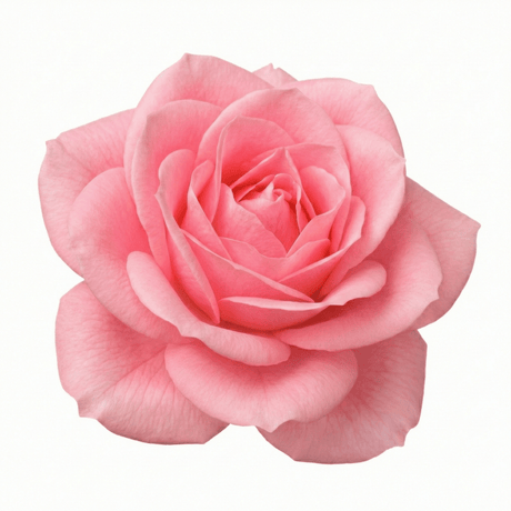 Rose - Bush - Pink - Frankton's