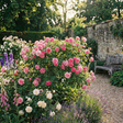 Rose - Bush - Pink - Frankton's