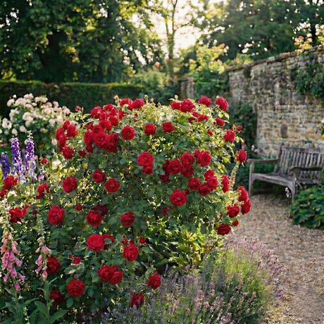 Rose - Bush - Red - Frankton's