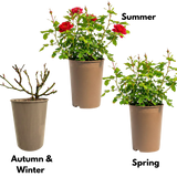 Rose - Bush - Red - Frankton's