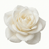 Rose - Bush - White - Frankton's