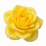 Rose - Bush - Yellow - Frankton's