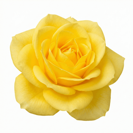 Rose - Bush - Yellow - Frankton's