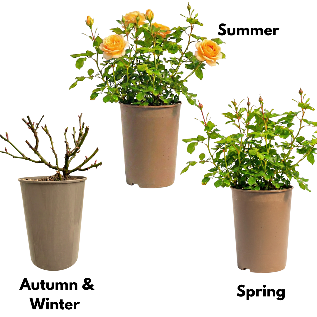Rose - Bush - Yellow - Frankton's