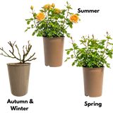 Rose - Bush - Yellow - Frankton's