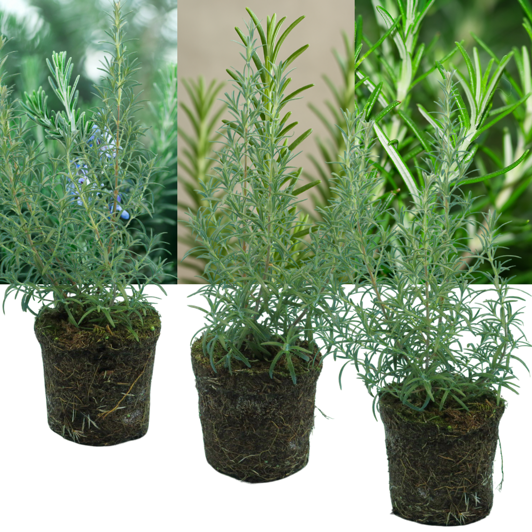Rosemary Mix - Frankton's
