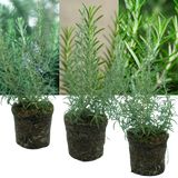 Rosemary Mix - Frankton's