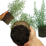 Rosemary Mix - Frankton's