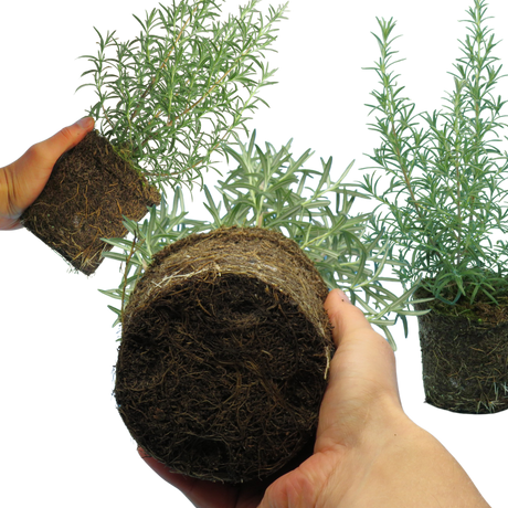 Rosemary Mix - Frankton's