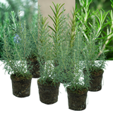 Rosemary Mix - Frankton's