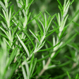 Rosemary Mix - Frankton's