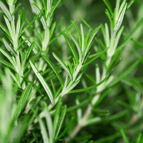 Rosemary Mix - Frankton's