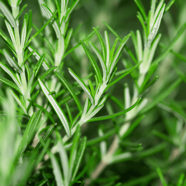 Rosemary Mix - Frankton's