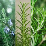 Rosemary Mix - Frankton's