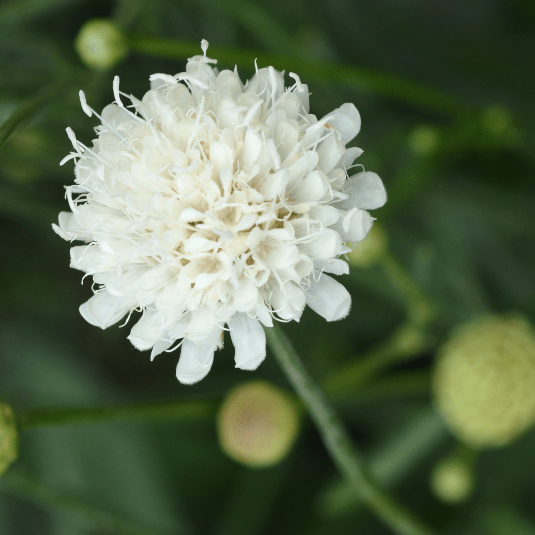 Scabious Kudo White - Frankton's