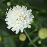 Scabious Kudo White - Frankton's