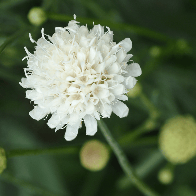 Scabious Kudo White - Frankton's