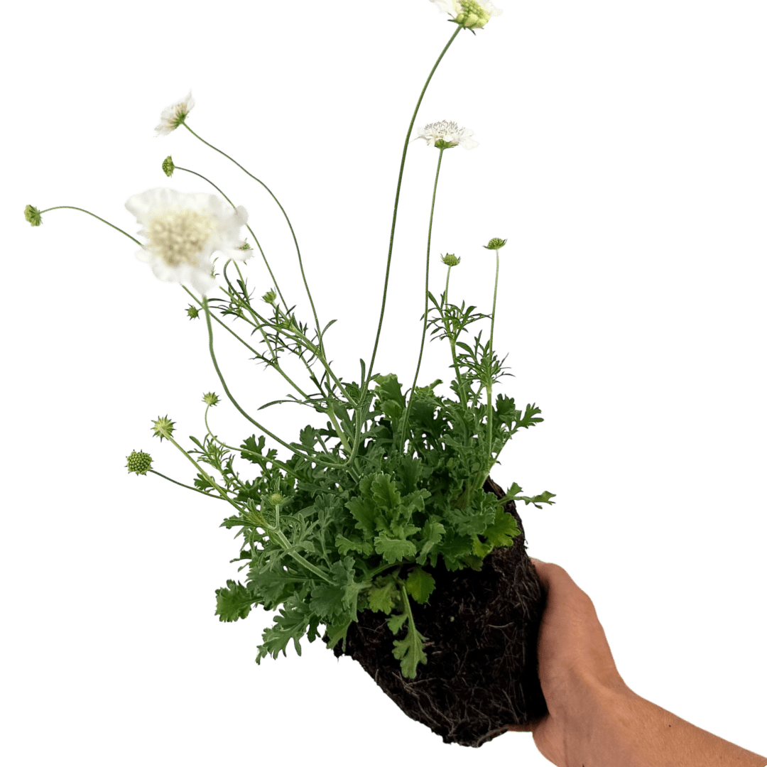 Scabious Kudo White - Frankton's