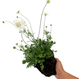 Scabious Kudo White - Frankton's