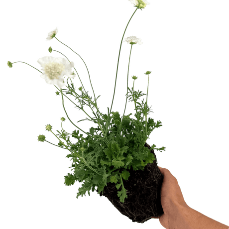 Scabious Kudo White - Frankton's