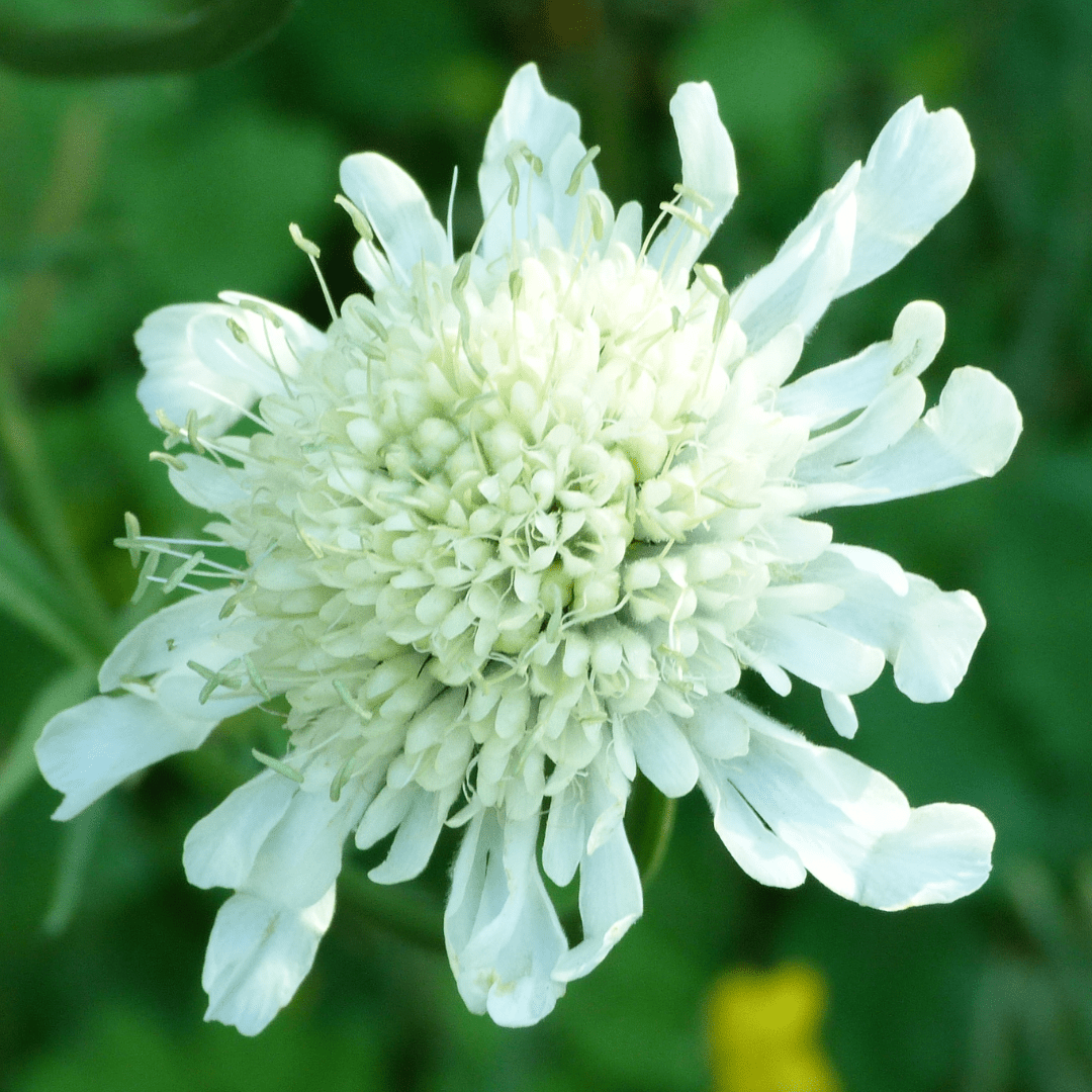 Scabious Kudo White - Frankton's