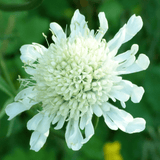 Scabious Kudo White - Frankton's