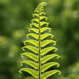 Scaly Male Fern Dryoteris The King - Frankton's