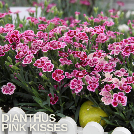 Set 3 or 6 Large Plants - Dianthus Pink Kisses, Ready to Plant in Your Garden - Frankton's
