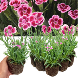 Set 3 or 6 Large Plants - Dianthus Pink Kisses, Ready to Plant in Your Garden - Frankton's