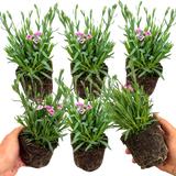 Set 3 or 6 Large Plants - Dianthus Pink Kisses, Ready to Plant in Your Garden - Frankton's