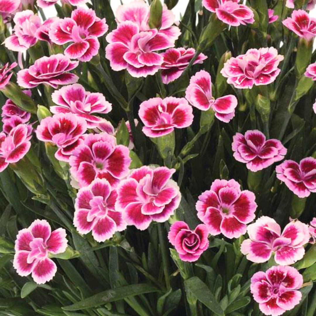 Set 3 or 6 Large Plants - Dianthus Pink Kisses, Ready to Plant in Your Garden - Frankton's
