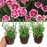 Set 3 or 6 Large Plants - Dianthus Pink Kisses, Ready to Plant in Your Garden - Frankton's