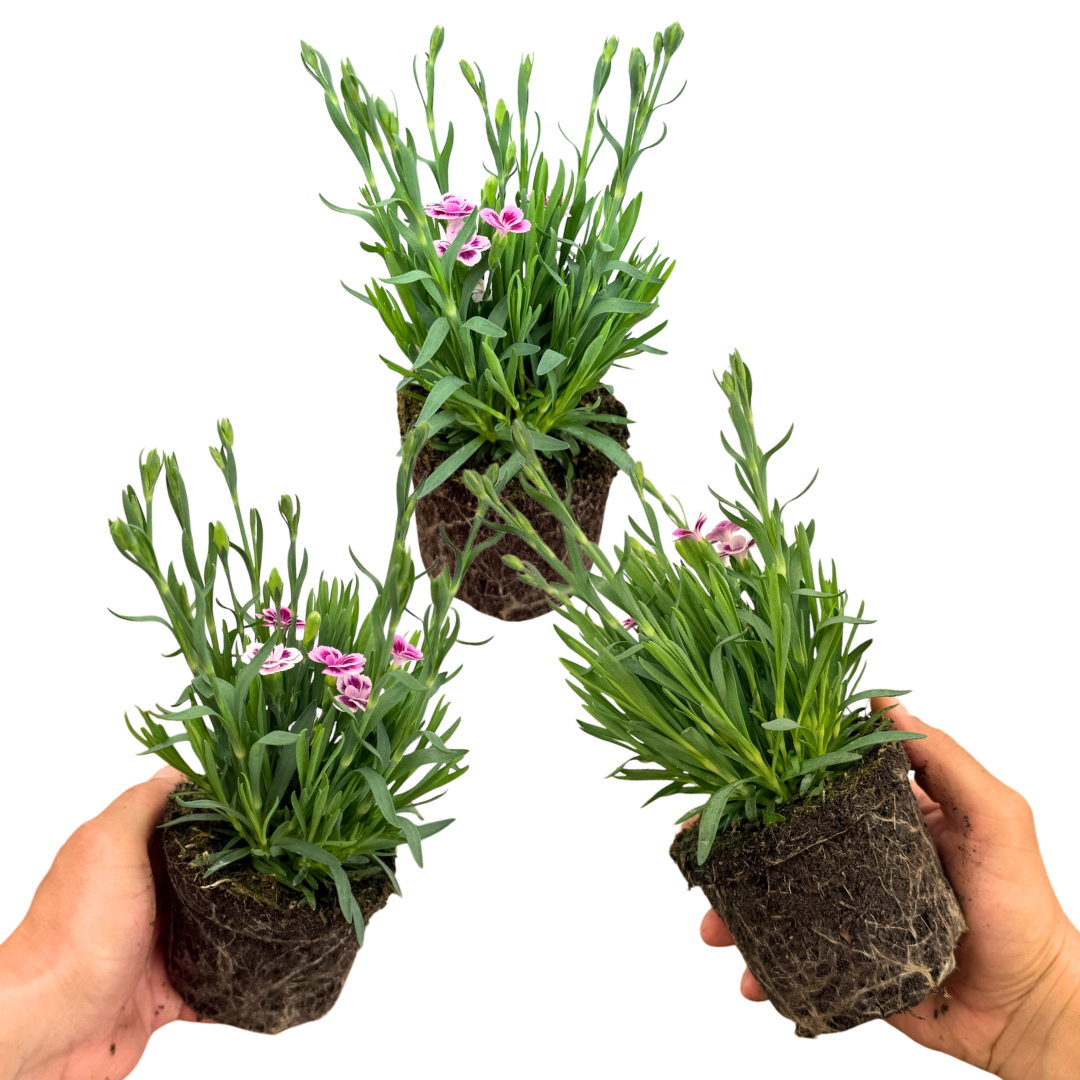 Set 3 or 6 Large Plants - Dianthus Pink Kisses, Ready to Plant in Your Garden - Frankton's