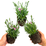 Set 3 or 6 Large Plants - Dianthus Pink Kisses, Ready to Plant in Your Garden - Frankton's