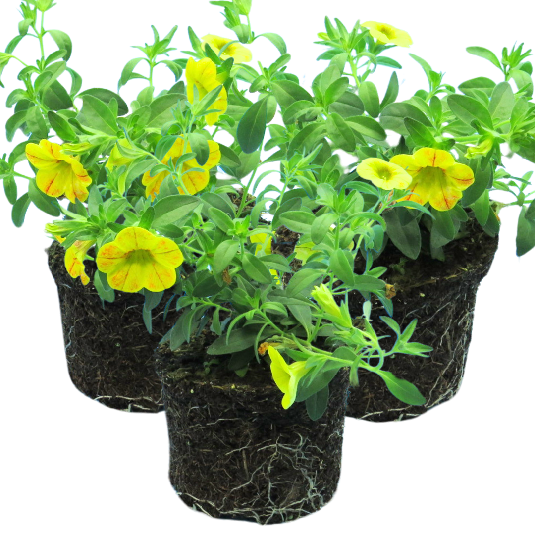 Set of 3 Large Plants - Calibrachoa Cabaret Diva Orange, Outdoor Garden Ready - Frankton's
